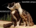 /album/fenykepgaleria/lampamacska-jpeg/